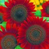 Red Sunflowers paint by numbers