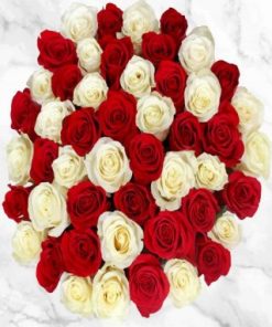 Red And White Roses Paint by numbers