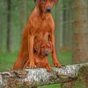 Rhodesian Ridgeback Dogs paint by numbers