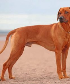 Rhodesian Ridgeback Paint by numbers