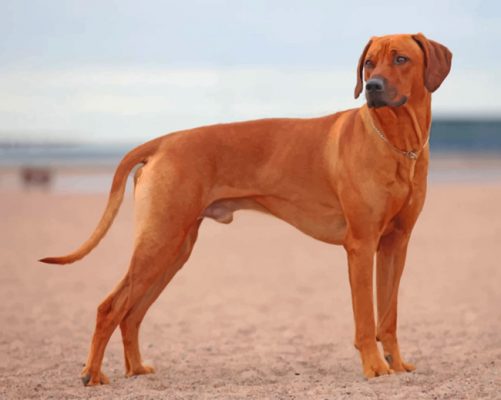 Rhodesian Ridgeback Paint by numbers