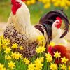 Rooster And Chicken Paint by numbers