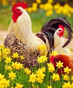 Rooster And Chicken Paint by numbers