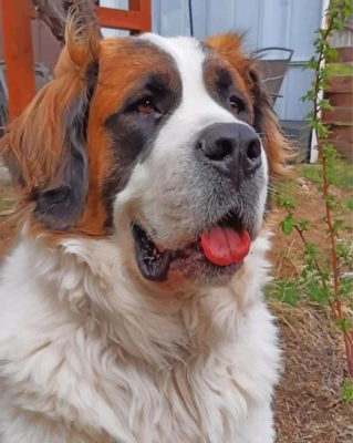 Saint Bernard Dog Paint by numbers