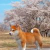 Sakura Shiba Inu Dog paint by numbers