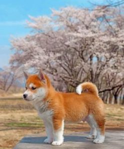 Sakura Shiba Inu Dog paint by numbers