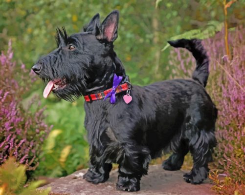 Scottish Terrier Paint by numbers