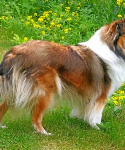 sheltie-dog-paint-by-numbers