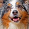 Sheltie Pet paint by numbers