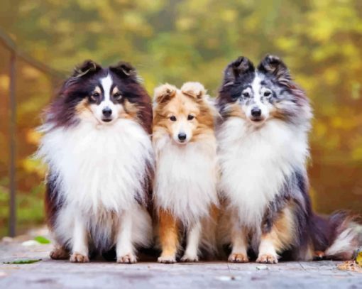 shelties-paint-by-numbers-1