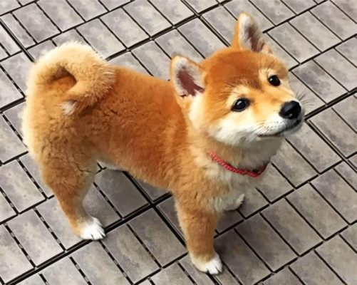 Shiba Inu Dog Paint by numbers