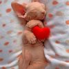 Sleepy Sphynx Cat Paint by numbers