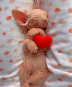 Sleepy Sphynx Cat Paint by numbers