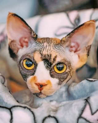 Sphynx Cat Paint by numbers