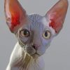 sphynx cat paint by numbers