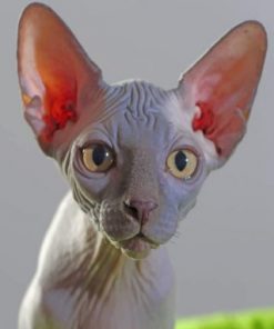 sphynx cat paint by numbers