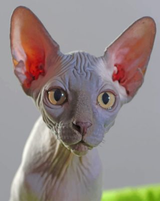 sphynx cat paint by numbers