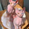 Sphynx Cats Paint by numbers