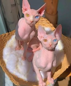 Sphynx Cats Paint by numbers