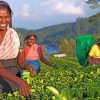 Sri Lanka Women paint by numbers