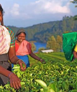 Sri Lanka Women paint by numbers