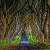 Northen Ireland Dark Hedges Paint by numbers