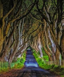 Northen Ireland Dark Hedges Paint by numbers