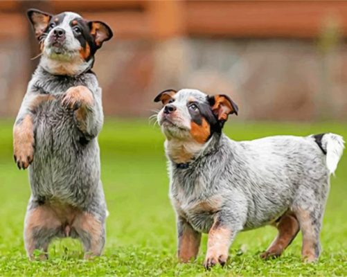 Two Blue Heeler Paint by numbers