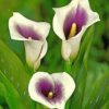 White Arum Lilies Paint by numbers