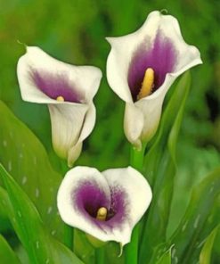 White Arum Lilies Paint by numbers
