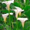 White Arum Lilies Paint by numbers