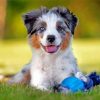 White Berger Puppy Paint by numbers