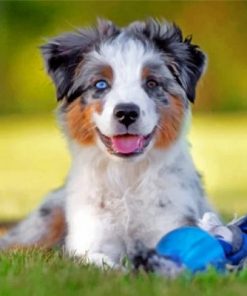 White Berger Puppy Paint by numbers
