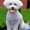 White Bichon Frise Paint by numbers