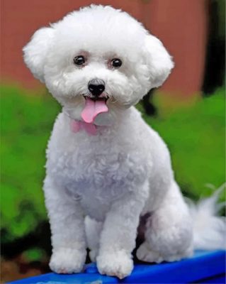 White Bichon Frise Paint by numbers