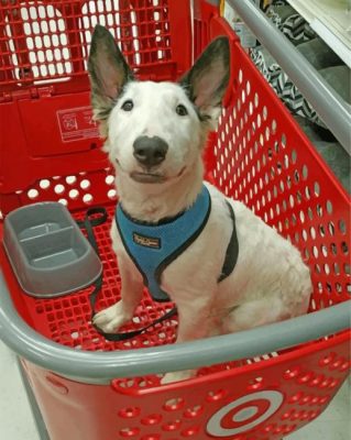 White Bull Terrier paint by numbers