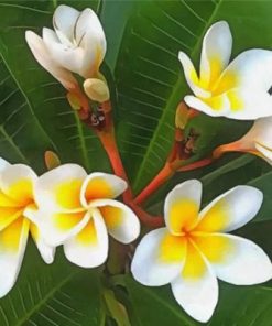 White Frangipani Paint by numbers