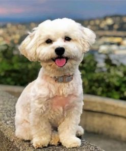 White Havanese Dog Paint by numbers