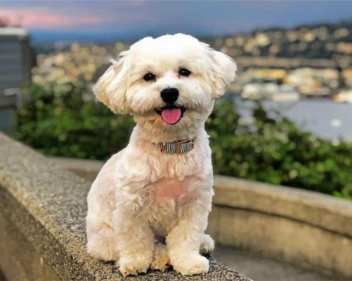 White Havanese Dog Paint by numbers