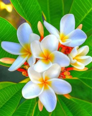 White Plumeria Paint by numbers