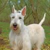 White Scottish Terrier Paint by numbers