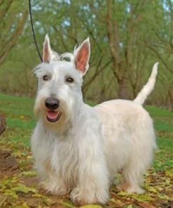 White Scottish Terrier Paint by numbers