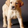 Yellow Labrador Paint by numbers