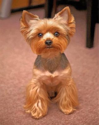 Yorkshire Dog Paint by numbers