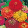 Zinnias Flowers Paint by numbers