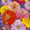 Zinnias Flowers Paint by numbers