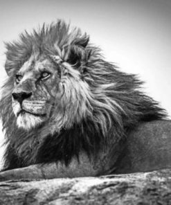 Black And White Leo Paint by numbers