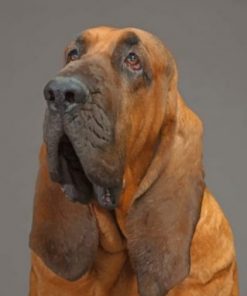 Bloodhound Paint by numbers