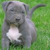 Pitbull Puppy Paint by numbers