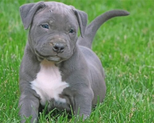 Pitbull Puppy Paint by numbers